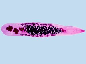 wc_110617_opisthorchis_viverrini_liverfluke_300x225