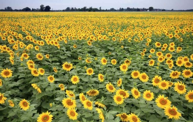 tournesol-champ-en-fleur-1024x650