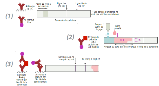 tude-comparative-dun-Test-de-Diagnostic-Rapide-du-paludisme-TDR-avec-la-Goutte-Epaisse-GE-a12