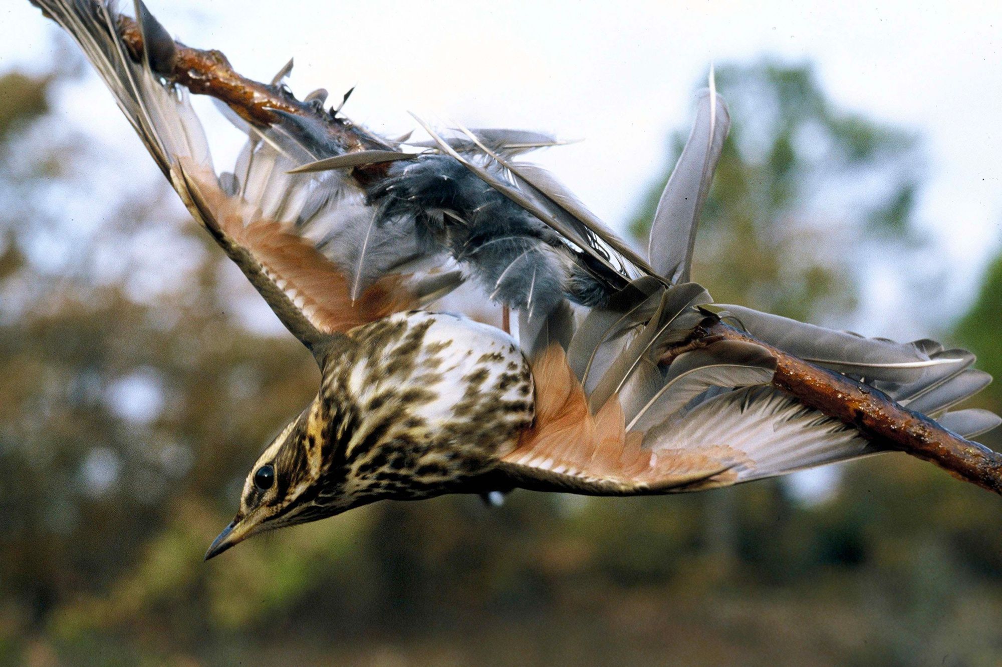 Chasse-a-la-glu