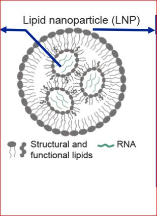 structures nano particules vaccin rna