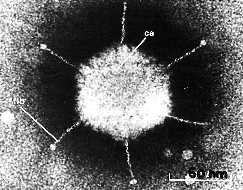 adenovirus avec fibrille
