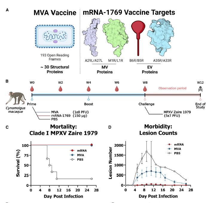 Cell mpox mRNA
